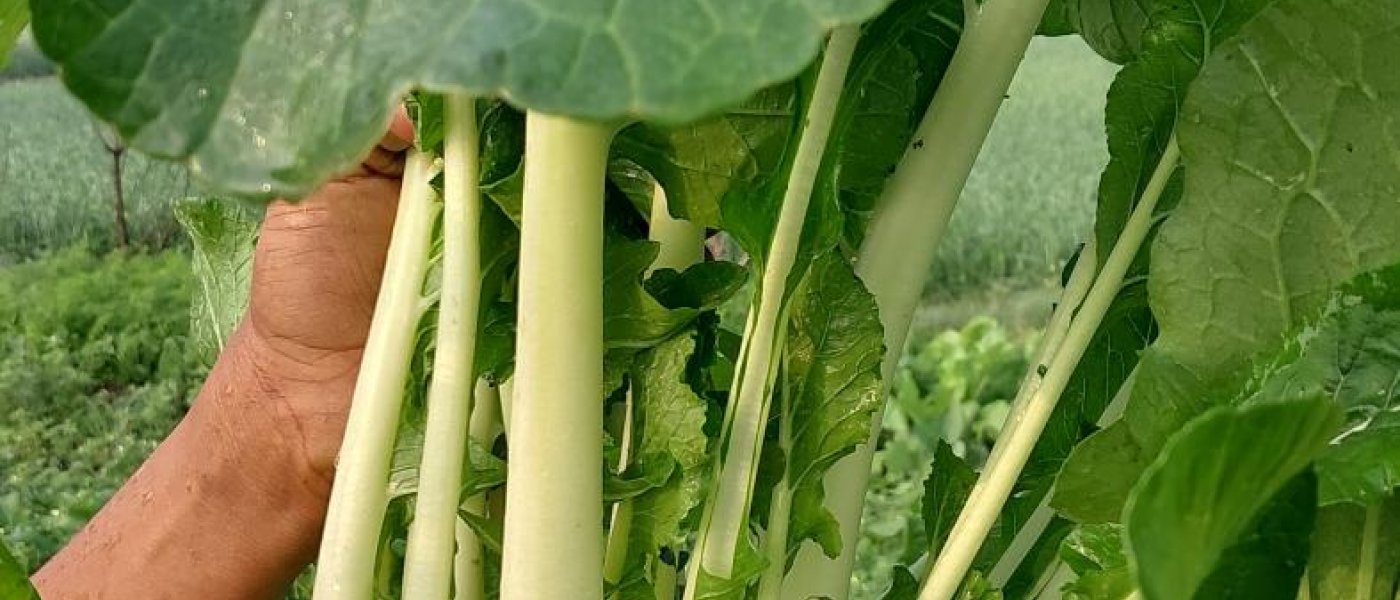 Bok Choy