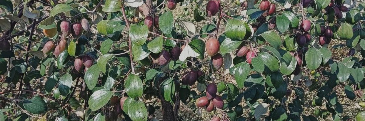 Haji sahab krishi farm