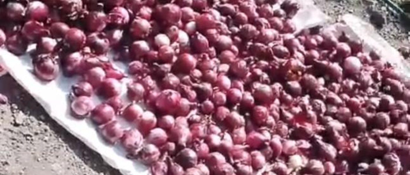 White Onions