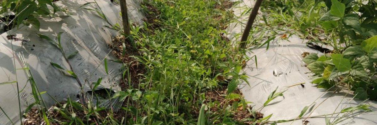 Rohit Rajendra Sonawane