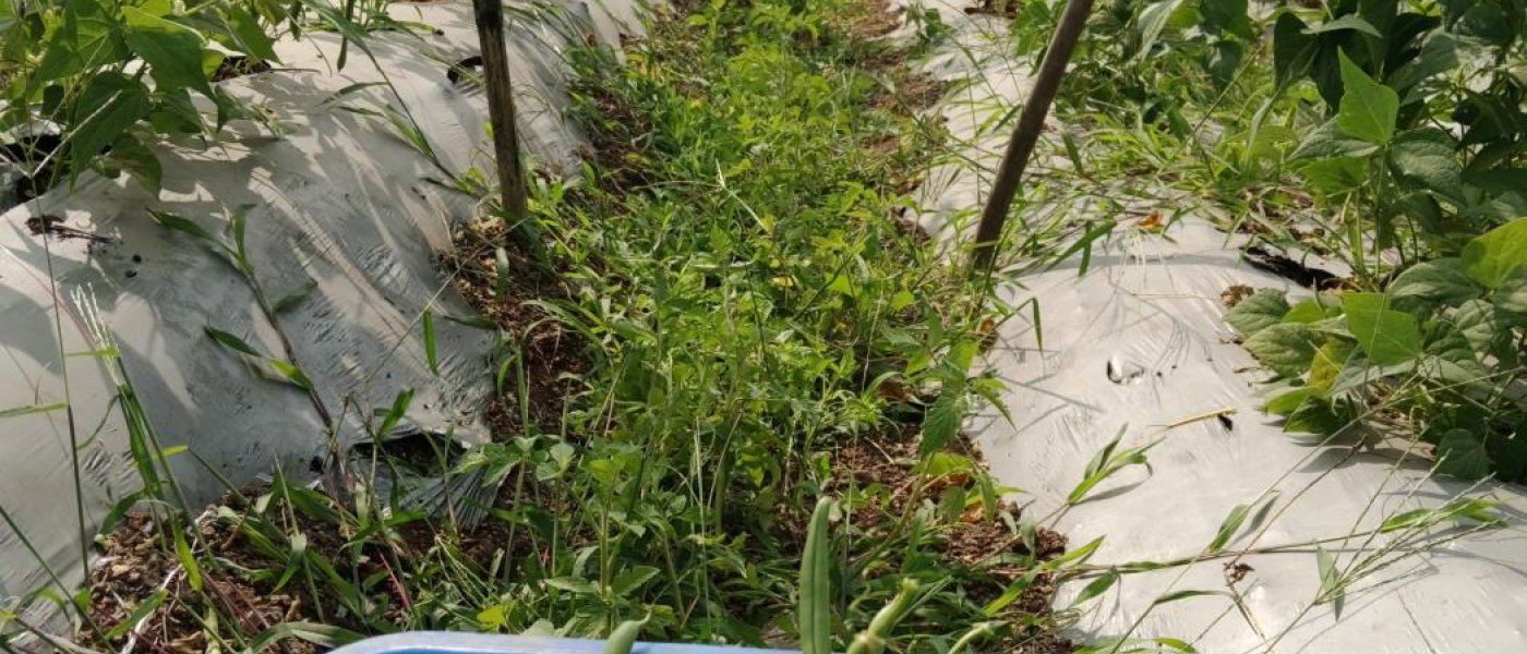 Pigeon Pea