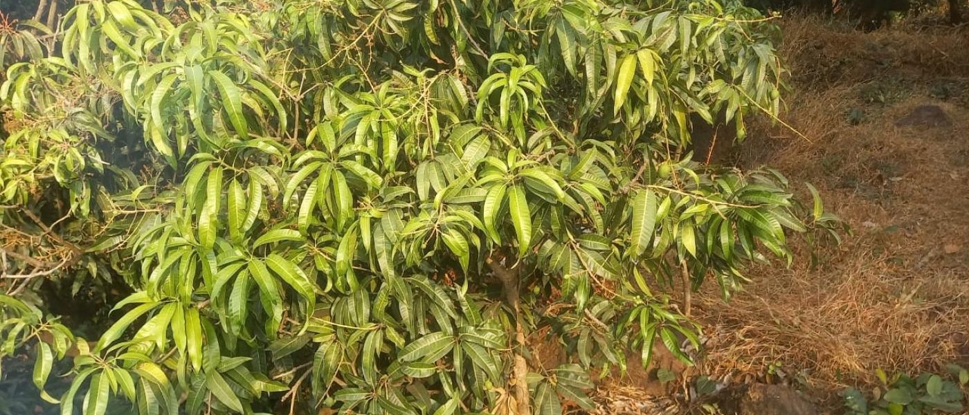 Alphonso Mango