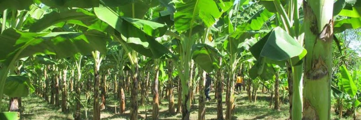 Halal Integrated Farms