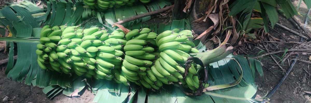 Shri Revanasiddeshwar traders