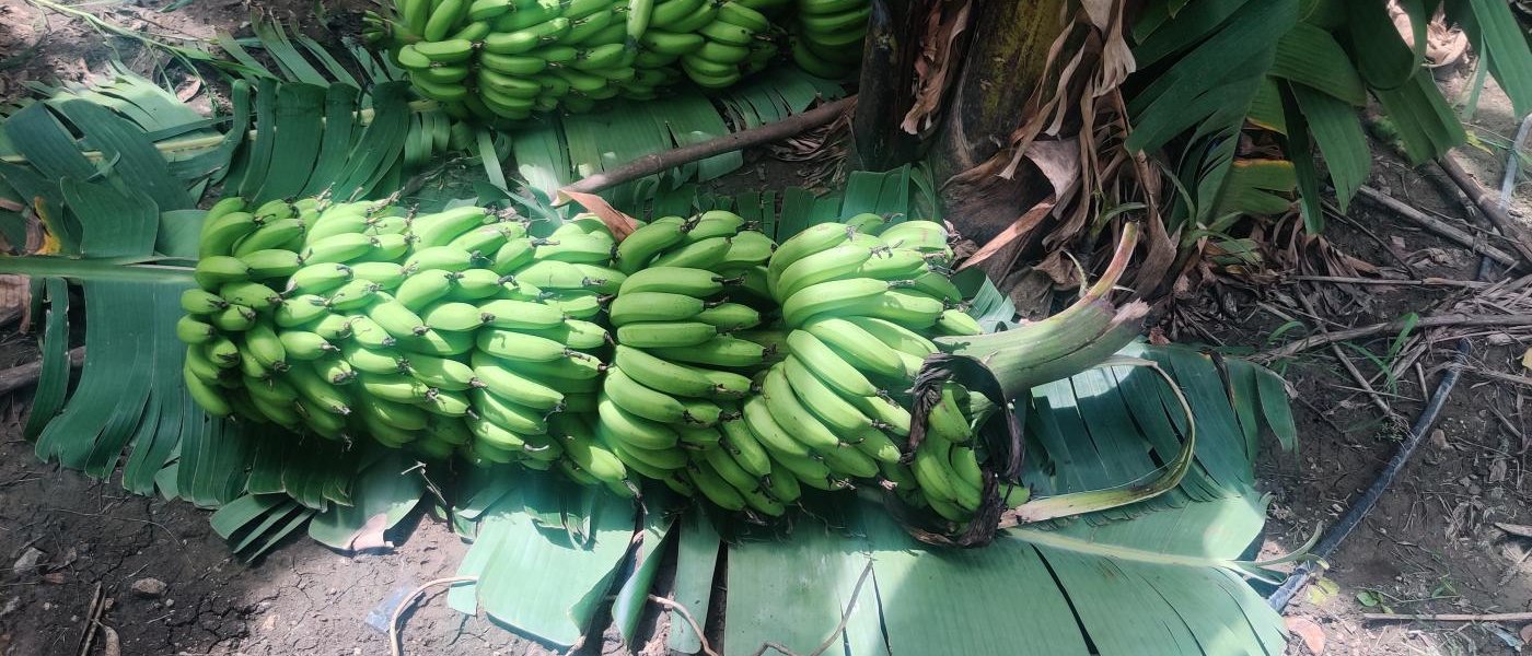 Red Bananas