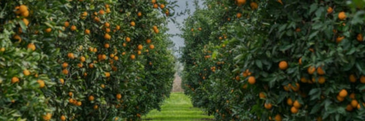oranges/citrus farms