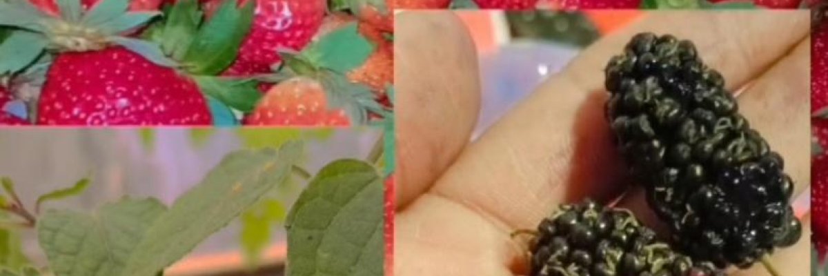 Mahabaleshwar strawberry farms