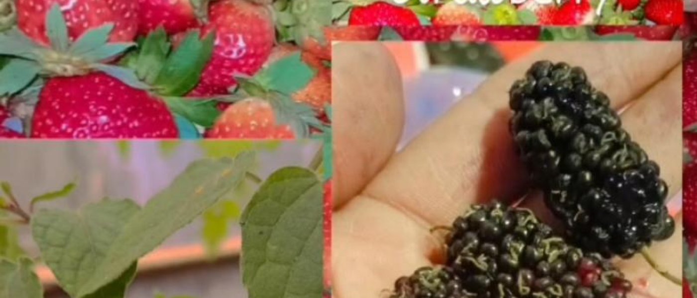 Raspberry