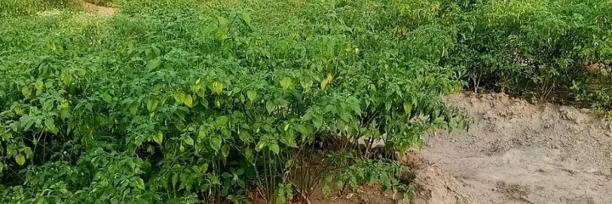 Pepper ðŸŒ¶ï¸ðŸŒ¶ï¸ Farm