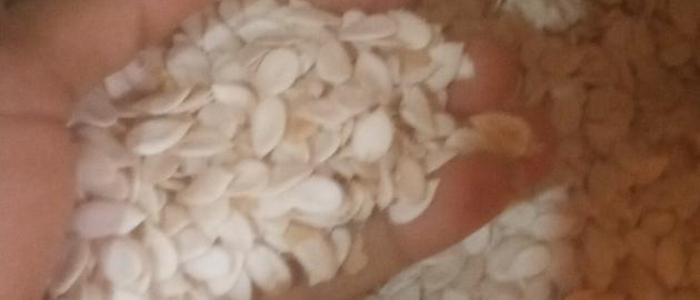 Melon Seeds