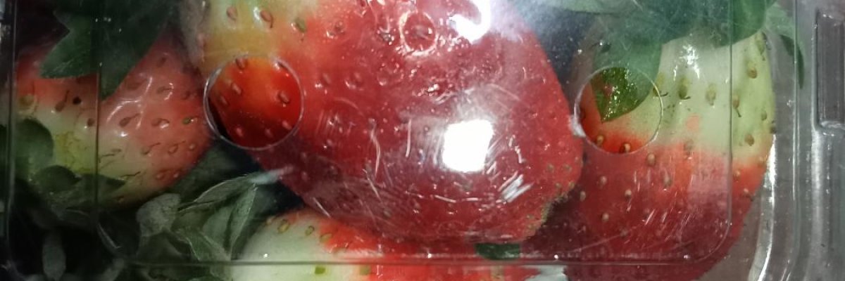 Darjeeling Organic Farm