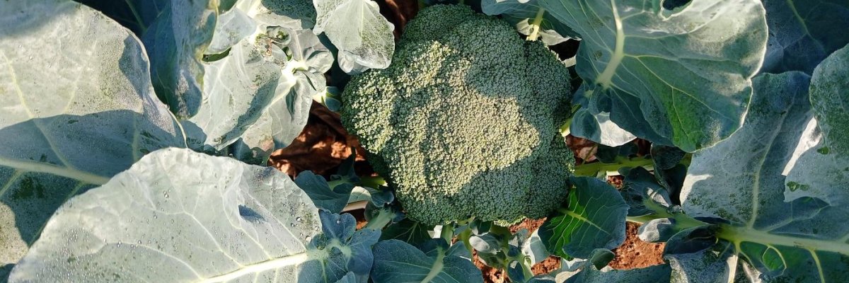 Brocolli farm