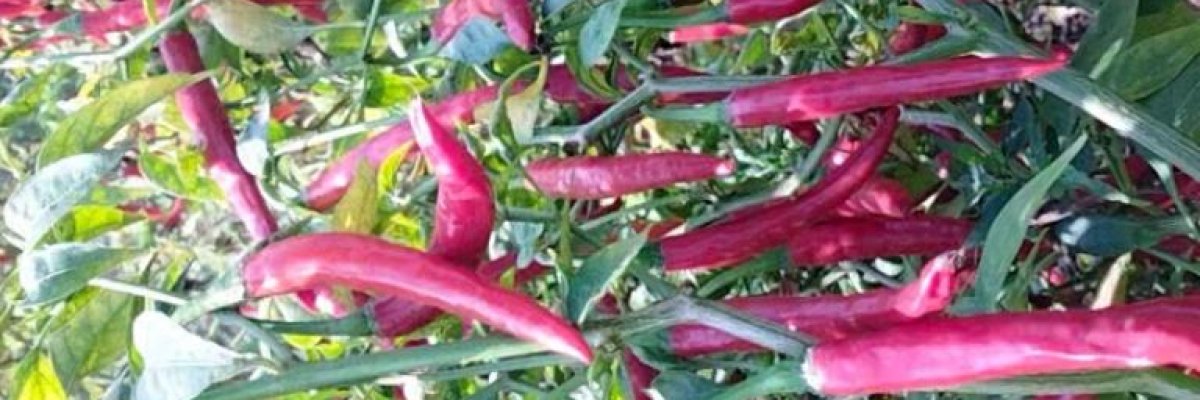 Manohar mahaderao sabale