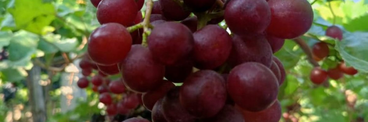 THORAT GRAPES