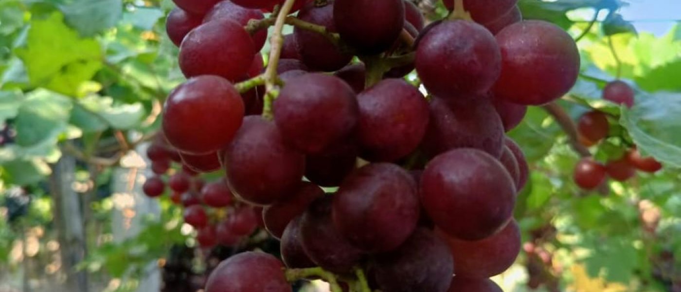 Red Globe Grapes