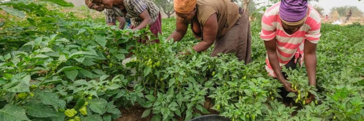 Two brothers farm Inc.