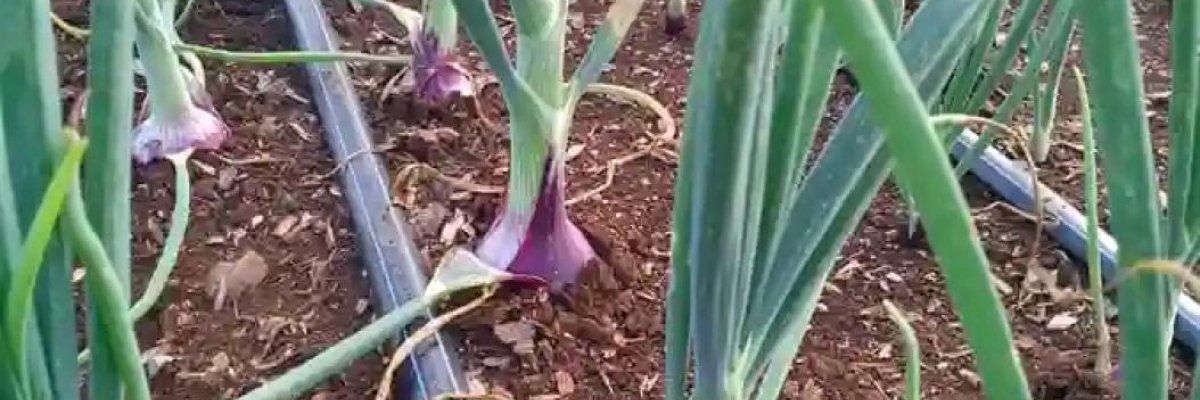 NYOMUNE FARM ENTERPRISE