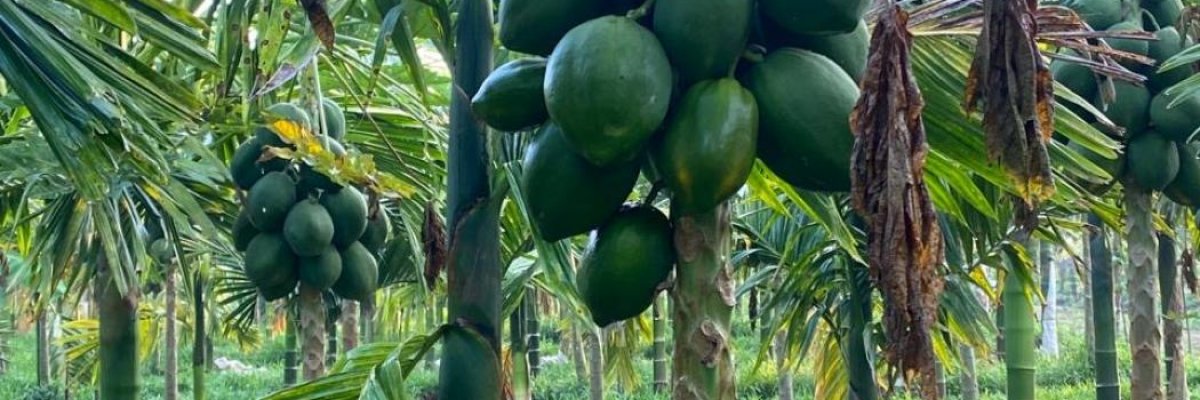 Caselrock Construction