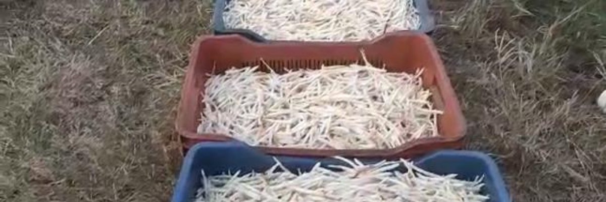 The Indian Superfood hub