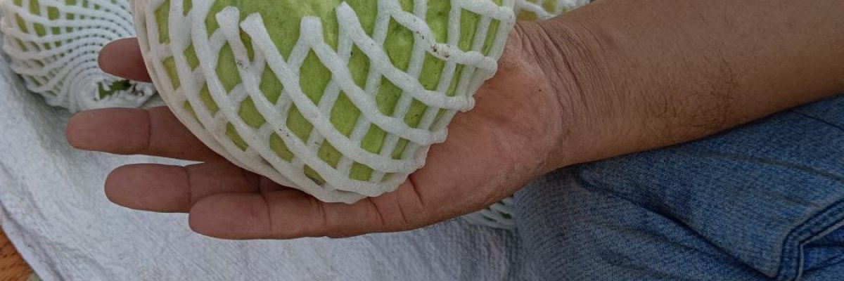 Shree Sai fruits Supplier