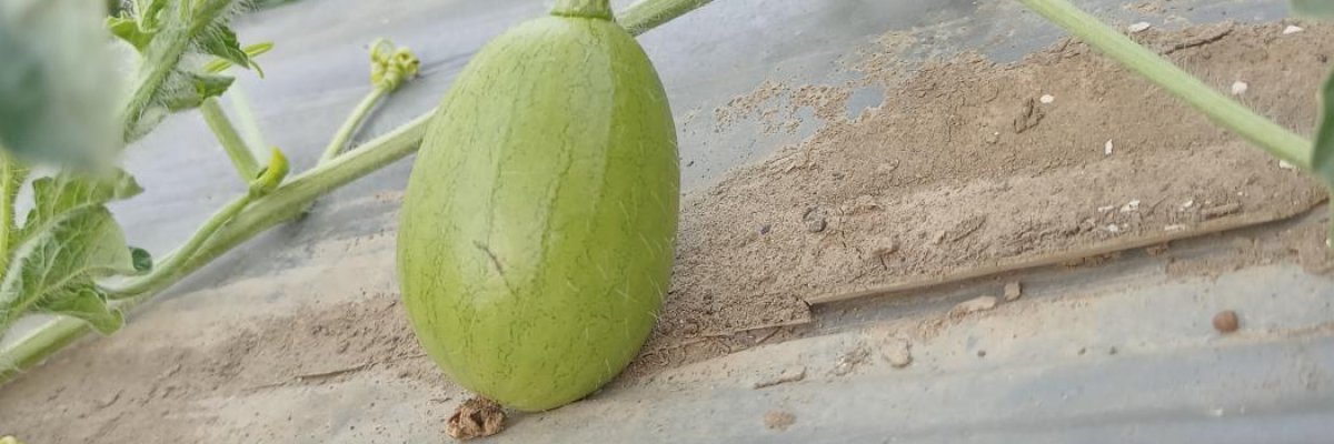 Agriculture products