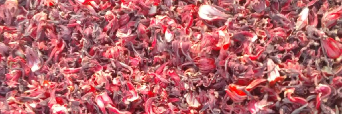 WEST AFRICAN ROSELLE