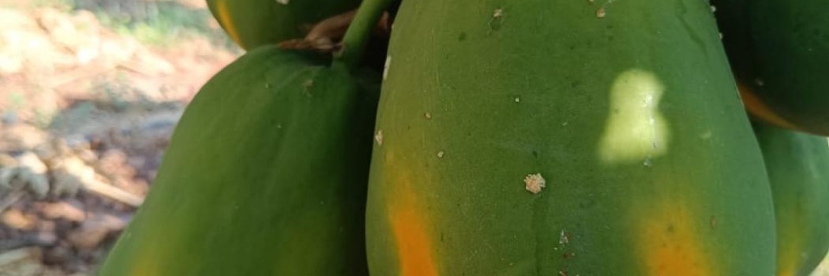 Papaya Farm