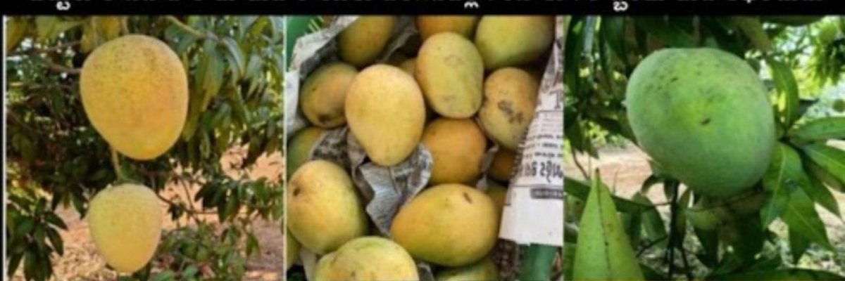 Ulavapadu sweet mangos