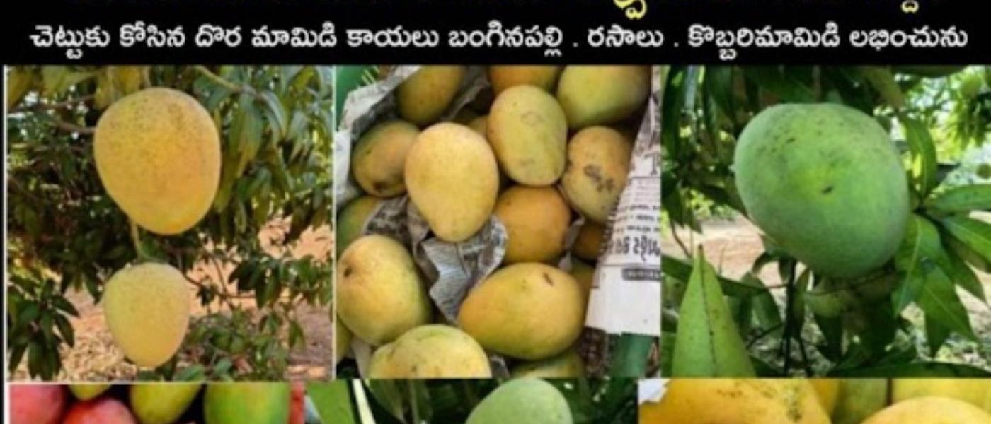 Ulavapadu Mangoes