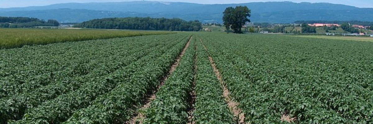 Legume-Fructe Lunguletu