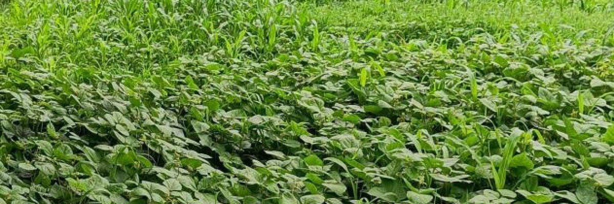 R K Bhandari and associates