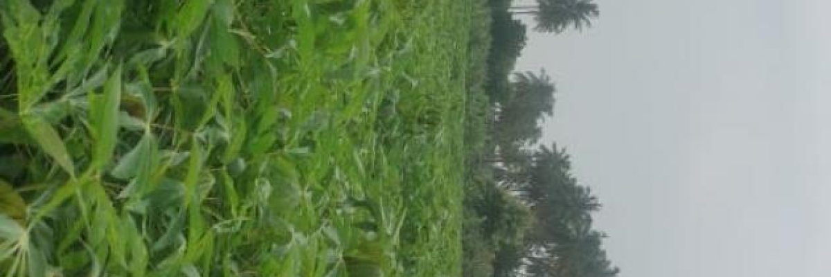 KANDASAMY Farm