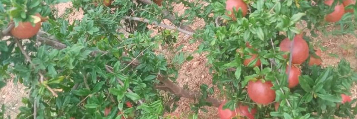 Shree Meenakshi farm