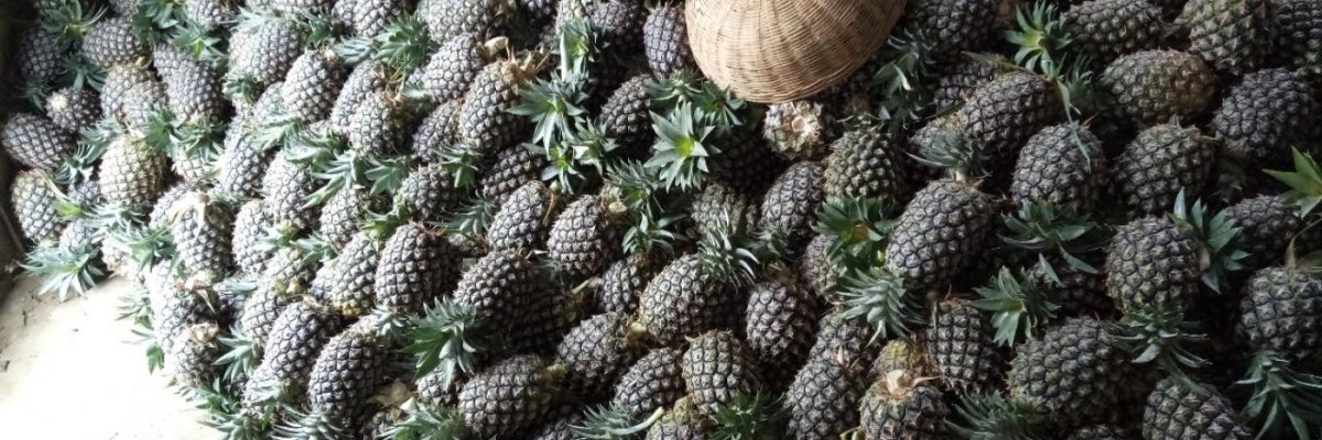 Assam Organic Products