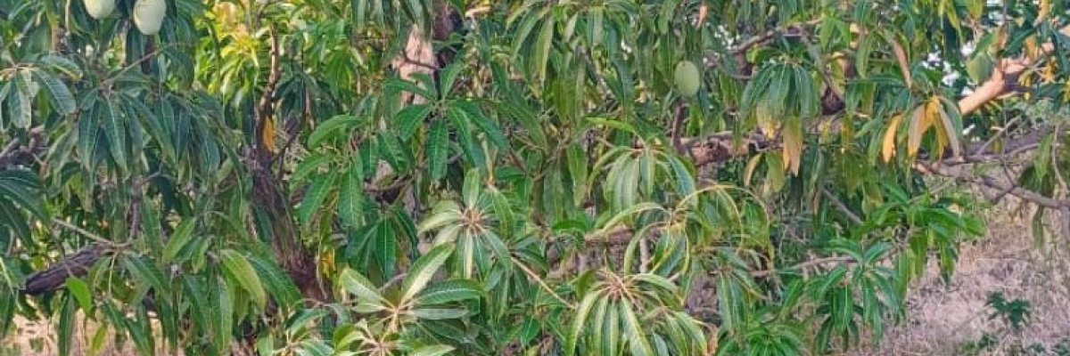 Kesar Mangoes