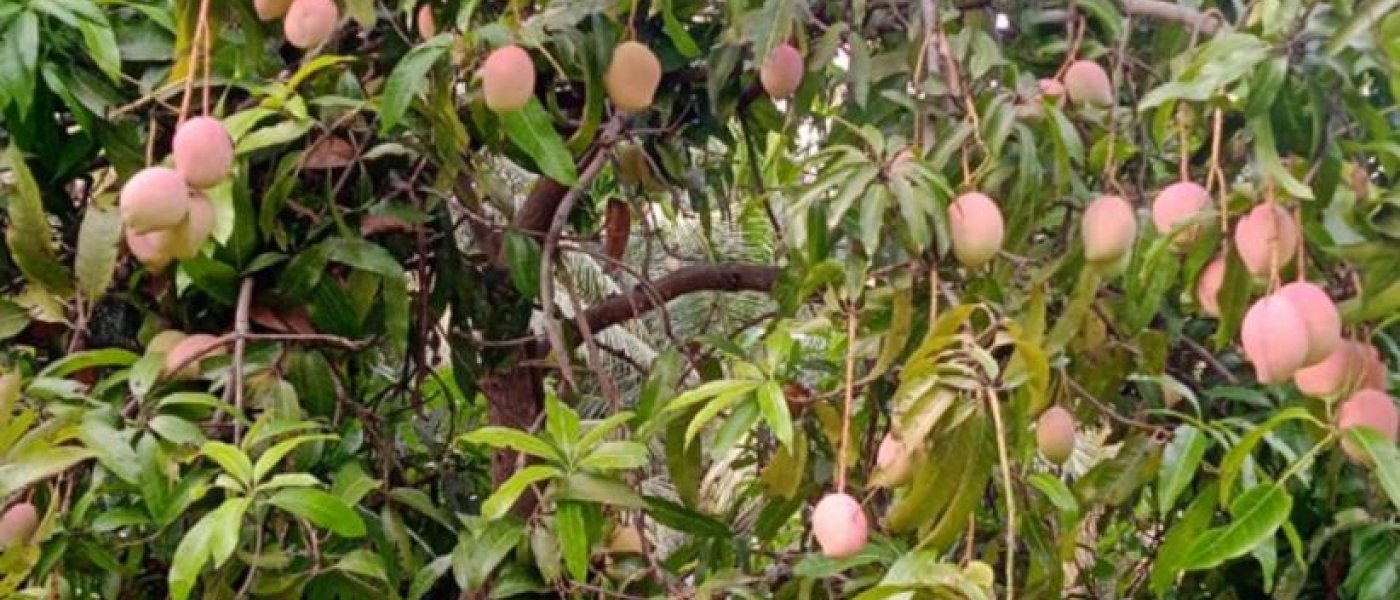 Sindhura Mango