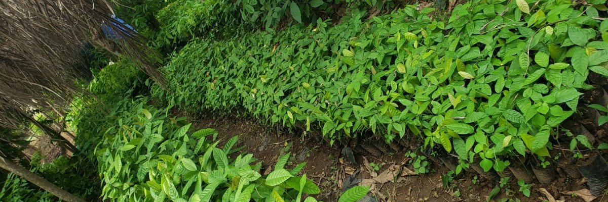 Green Culture Agrofield