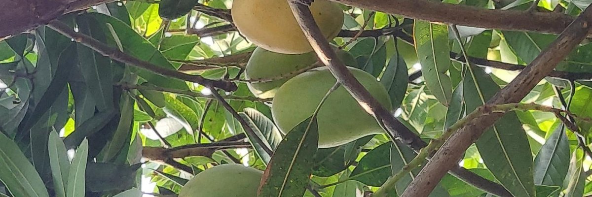 Organic farm Fresh Mangoes