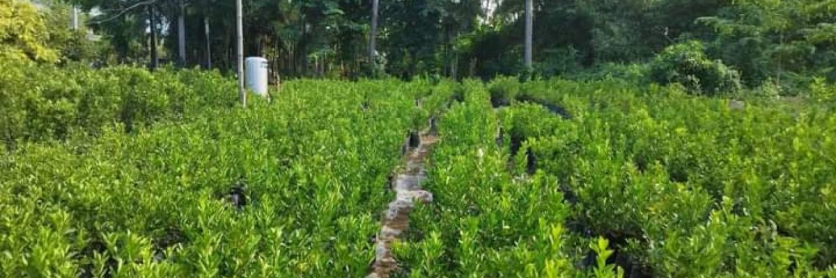 Jesreel Plant Nursery