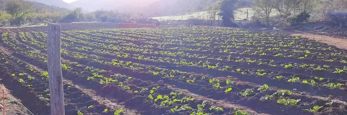 Vanwyksdorp boerdery trust