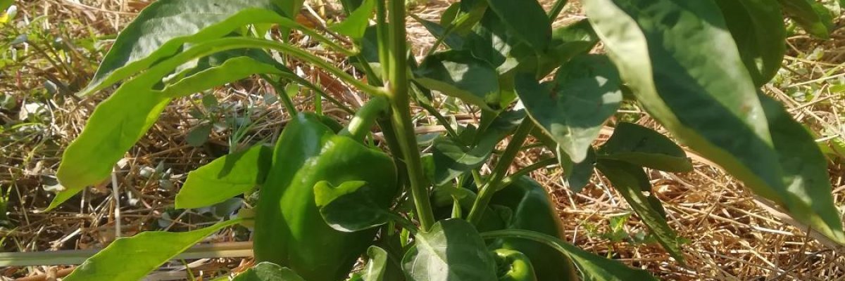 Gerade Green Pepper Farm