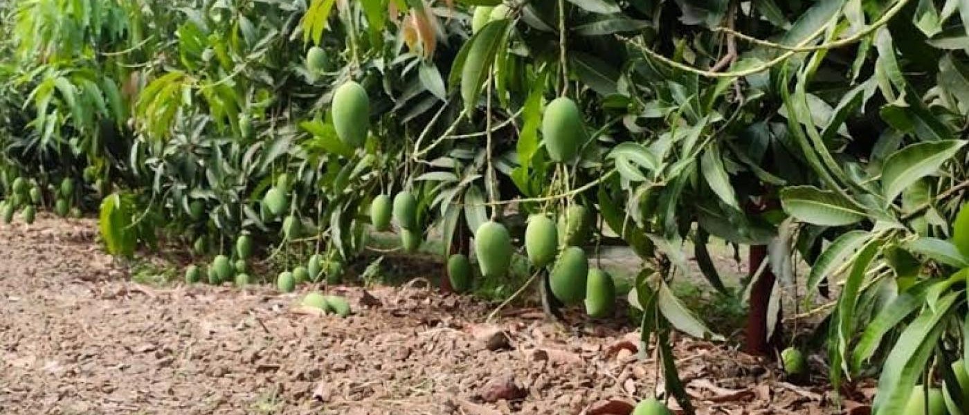 Dasheri Mango