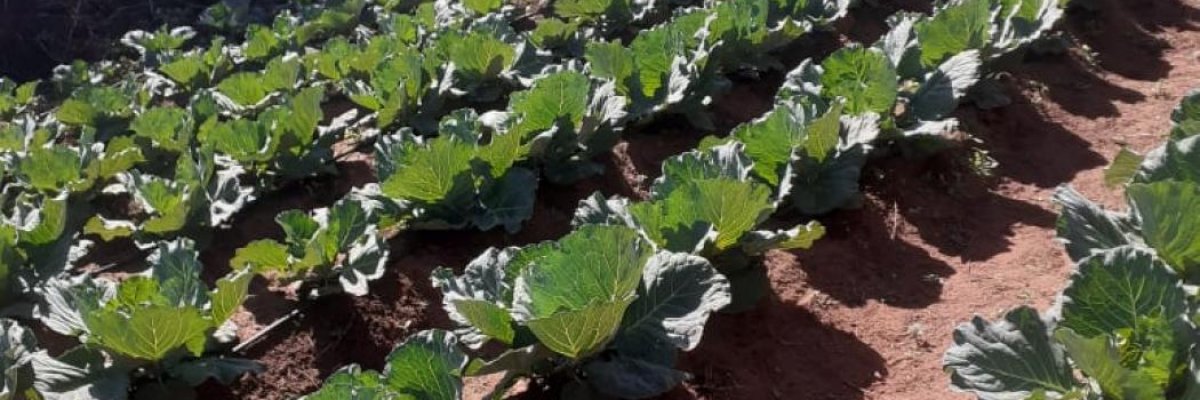 mnt-agri trading and development centre