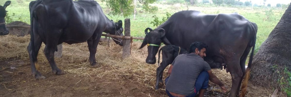 Sri Ganapathi dairy farm