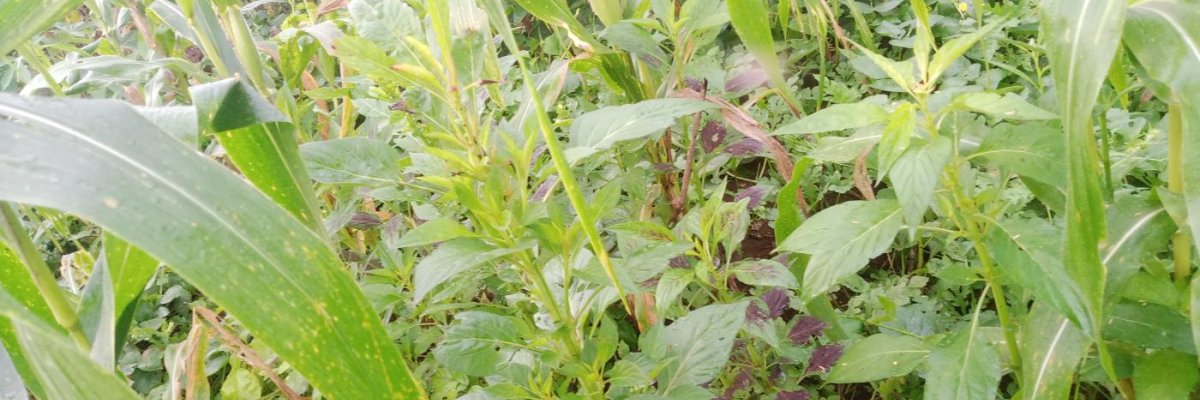 Maxsibs Farms and Produce