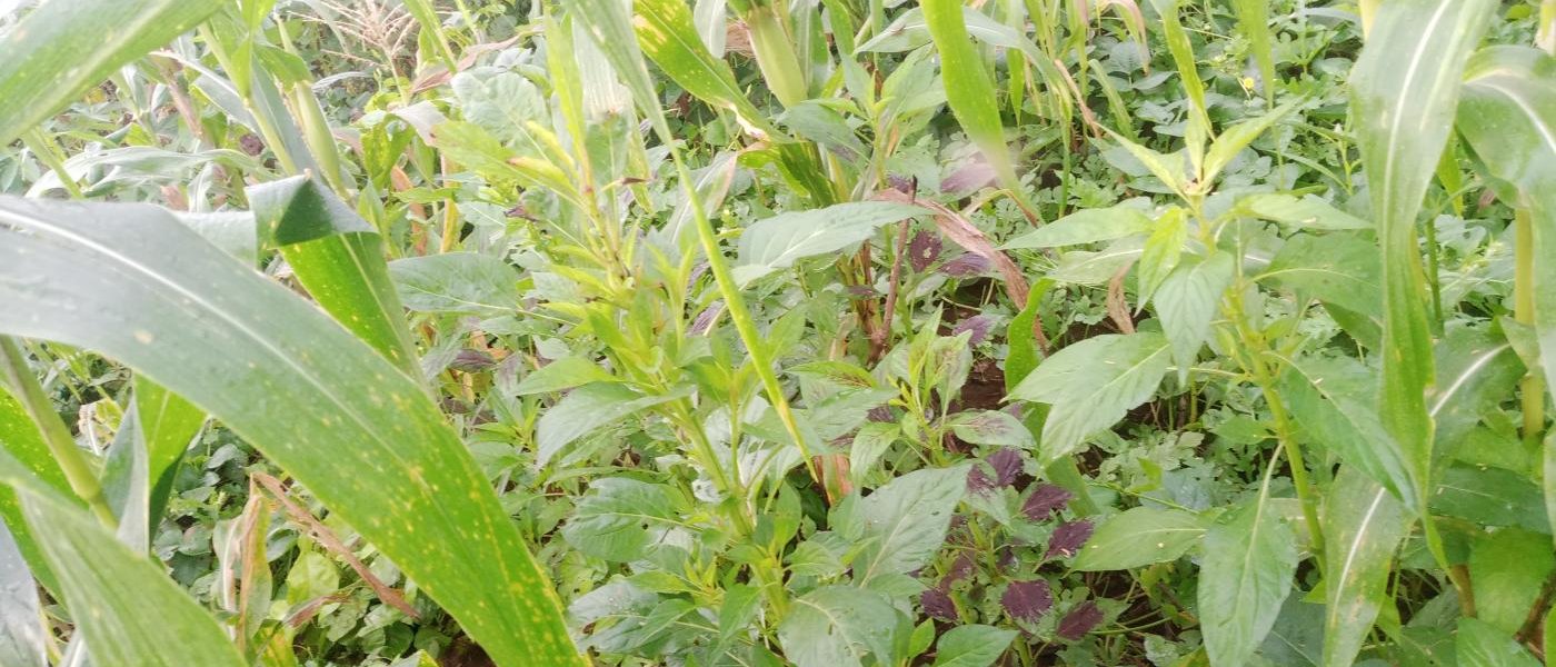 Kidney Beans