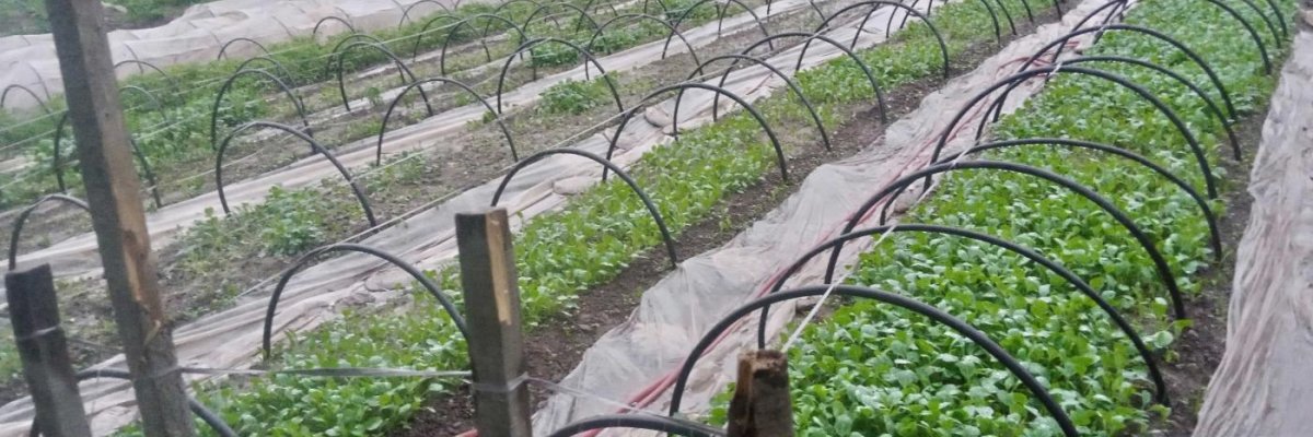 Anaaj agriculture AJK