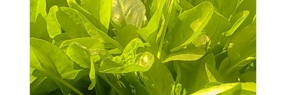 Tranda Vegetable Farm