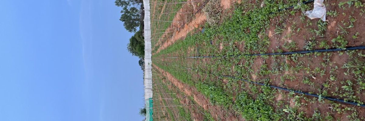 Soukya Samruddhi Farms