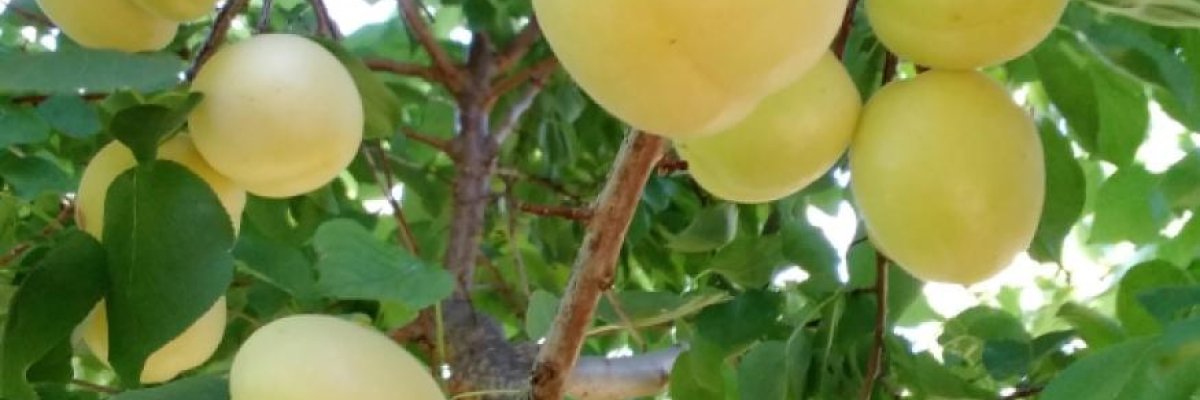 Abdullah enterprises